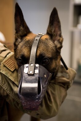 Dr. Joanna Kuecker, a veterinarian assigned to the Whiteman Air Force Base Veterinary Clinic, exams Military Working Dog Oscar, assigned to the 509th Security Force Squadron, at Whiteman Air Force Base, Missouri, Aug. 7, 2020. Oscar became the newest and youngest MWD for Whiteman AFB after graduating the Military Working Dog Course at Lackland AFB, Texas. Kuecker performs a health and wellness check-up on Oscar to insure no injuries or sickness occurred during transit. (U.S. Air Force photo by Airman 1st Class Christina Carter)