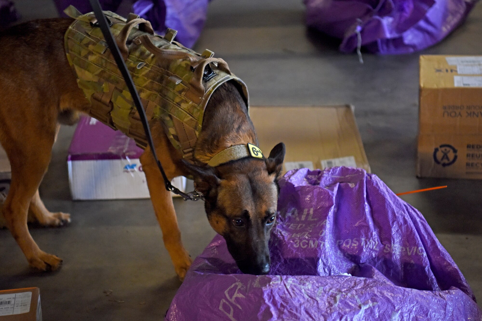 A 100th Security Forces Squadron military working dog takes part in an Air Force Office of Special Investigations-led good order and discipline search at RAF Mildenhall, England, July, 27, 2020. . AFOSI investigates serious offenses including espionage, terrorism, drug use and other illegal activities that undermine the mission of the Department of Defense. (U.S. Air Force photo by Senior Airman Brandon Esau)