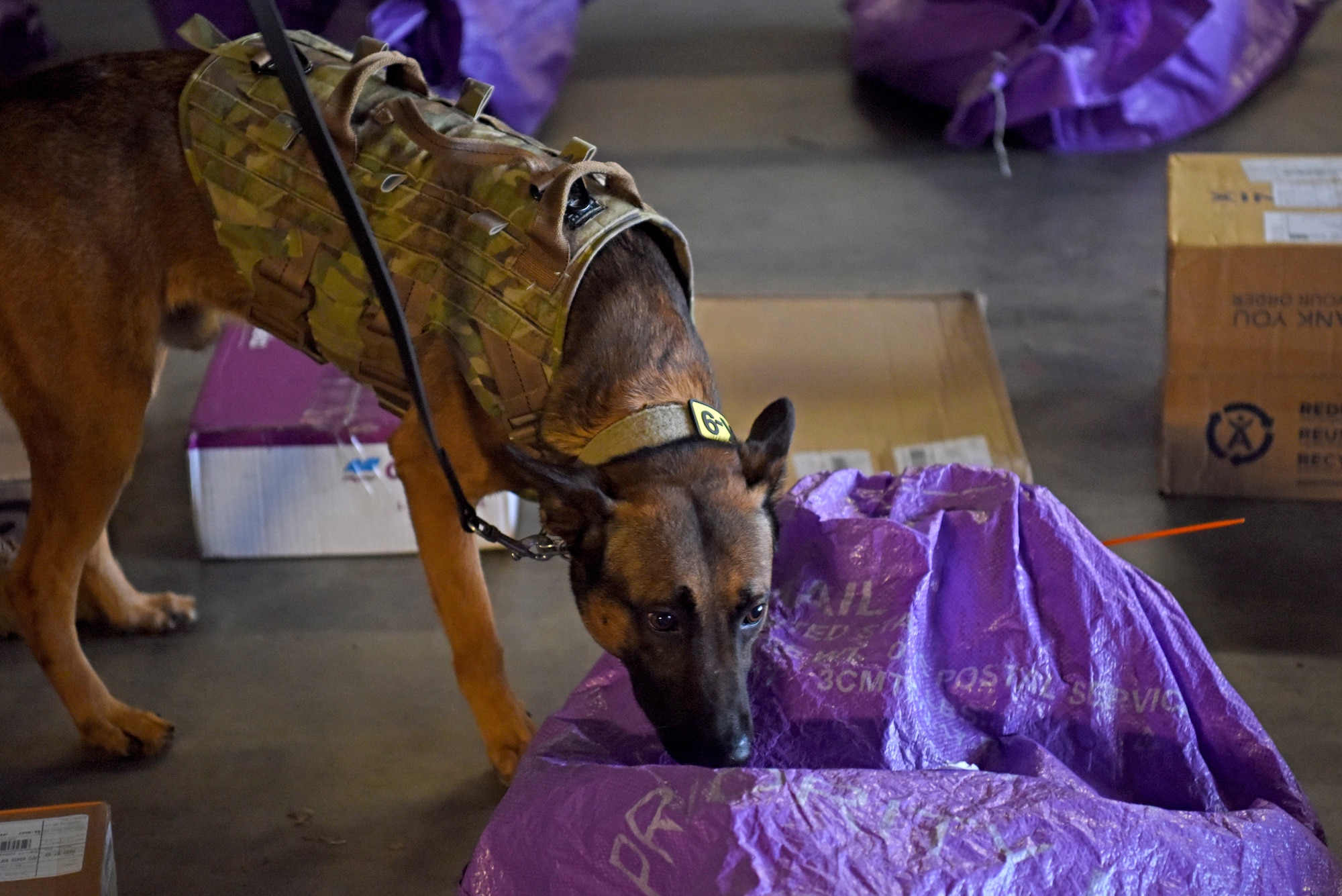 A 100th Security Forces Squadron military working dog takes part in an Air Force Office of Special Investigations-led good order and discipline search at RAF Mildenhall, England, July, 27, 2020. . AFOSI investigates serious offenses including espionage, terrorism, drug use and other illegal activities that undermine the mission of the Department of Defense. (U.S. Air Force photo by Senior Airman Brandon Esau)