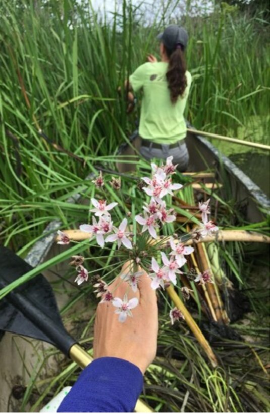 The U.S. Army Corps of Engineers, Buffalo District and the Cleveland Museum of Natural History executed a Project Partnership Agreement, August 10, 2020 to begin a project that will control flowering rush at Mentor Lagoons Nature Preserve and Mentor Marsh State Nature Preserve