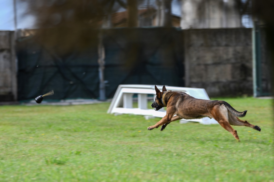 Ben, 31st Security Forces Squadron military working dog, chases a toy at Aviano Air Base, Italy, Aug. 18, 2020. Handlers practice basic obedience with their dogs often as it is part of the dog's foundation. (U.S. Air Force photo by Airman 1st Class Ericka A. Woolever)