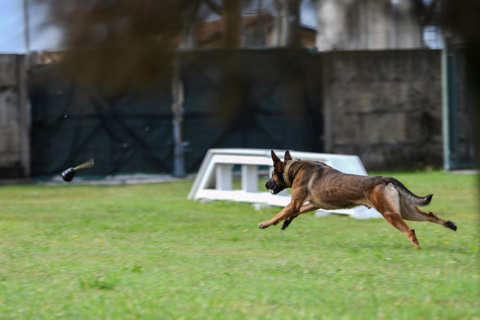 Ben, 31st Security Forces Squadron military working dog, chases a toy at Aviano Air Base, Italy, Aug. 18, 2020. Handlers practice basic obedience with their dogs often as it is part of the dog's foundation. (U.S. Air Force photo by Airman 1st Class Ericka A. Woolever)