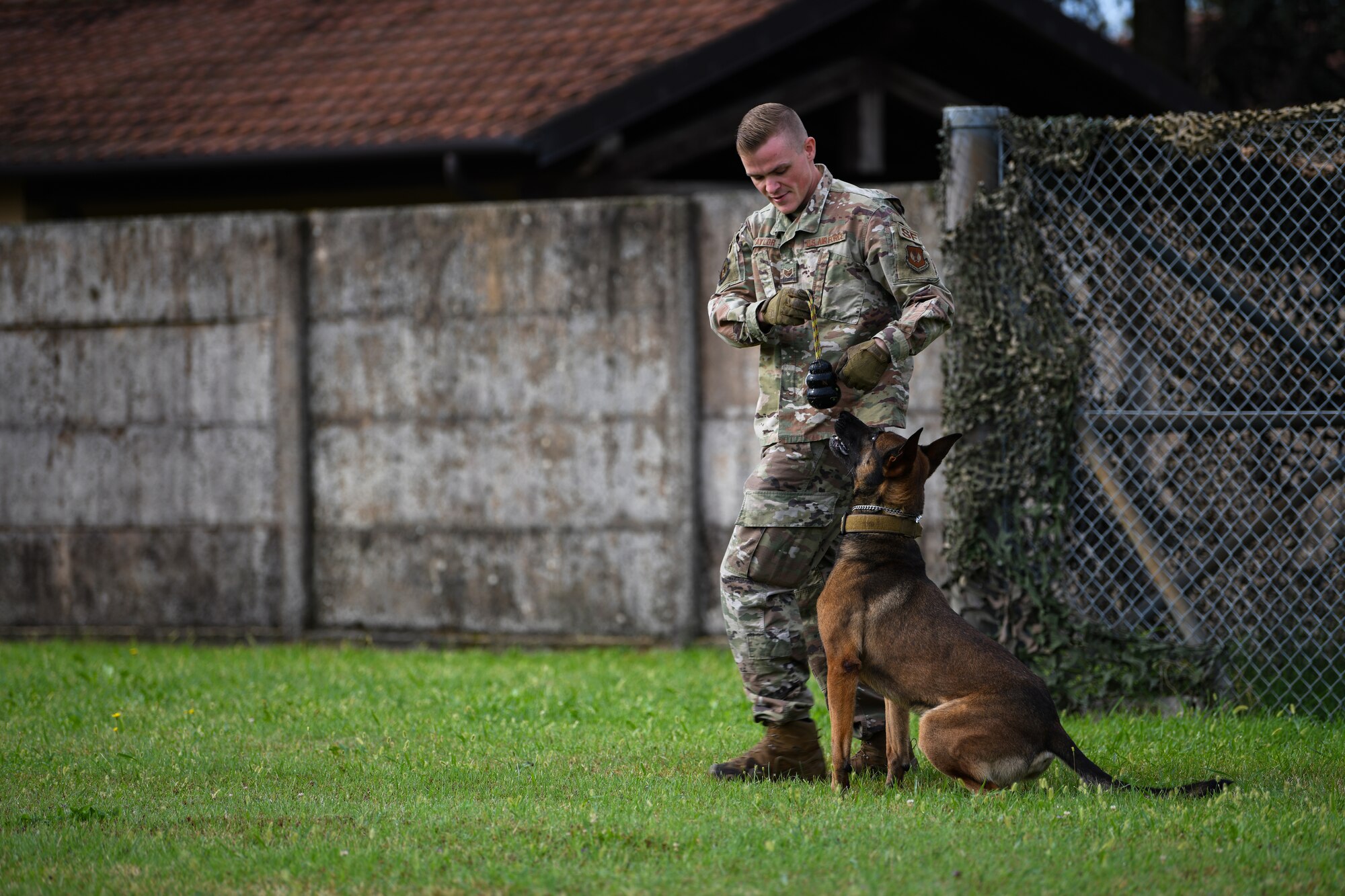 U.S. Air Force Staff Sgt. Jason Taylor, 31st Security Forces Squadron military working dog handler, and his K-9 counterpart, Ben, train at Aviano Air Base, Italy, Aug.18, 2020. MWDs are tasked with searching vehicles entering the base to search for illegal contraband. (U.S. Air Force photo by Airman 1st Class Ericka A. Woolever)