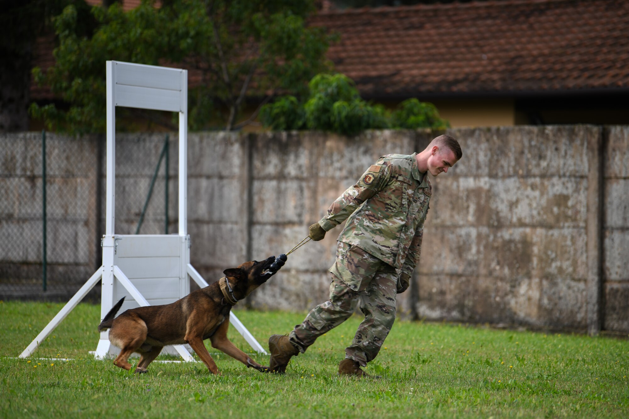 U.S. Air Force Staff Sgt. Jason Taylor, 31st Security Forces Squadron military working dog handler, and his K-9 counterpart, Ben, train at Aviano Air Base, Italy, Aug. 18, 2020. Taylor used a dog toy during basic obedience training. (U.S. Air Force photo by Airman 1st Class Ericka A. Woolever)