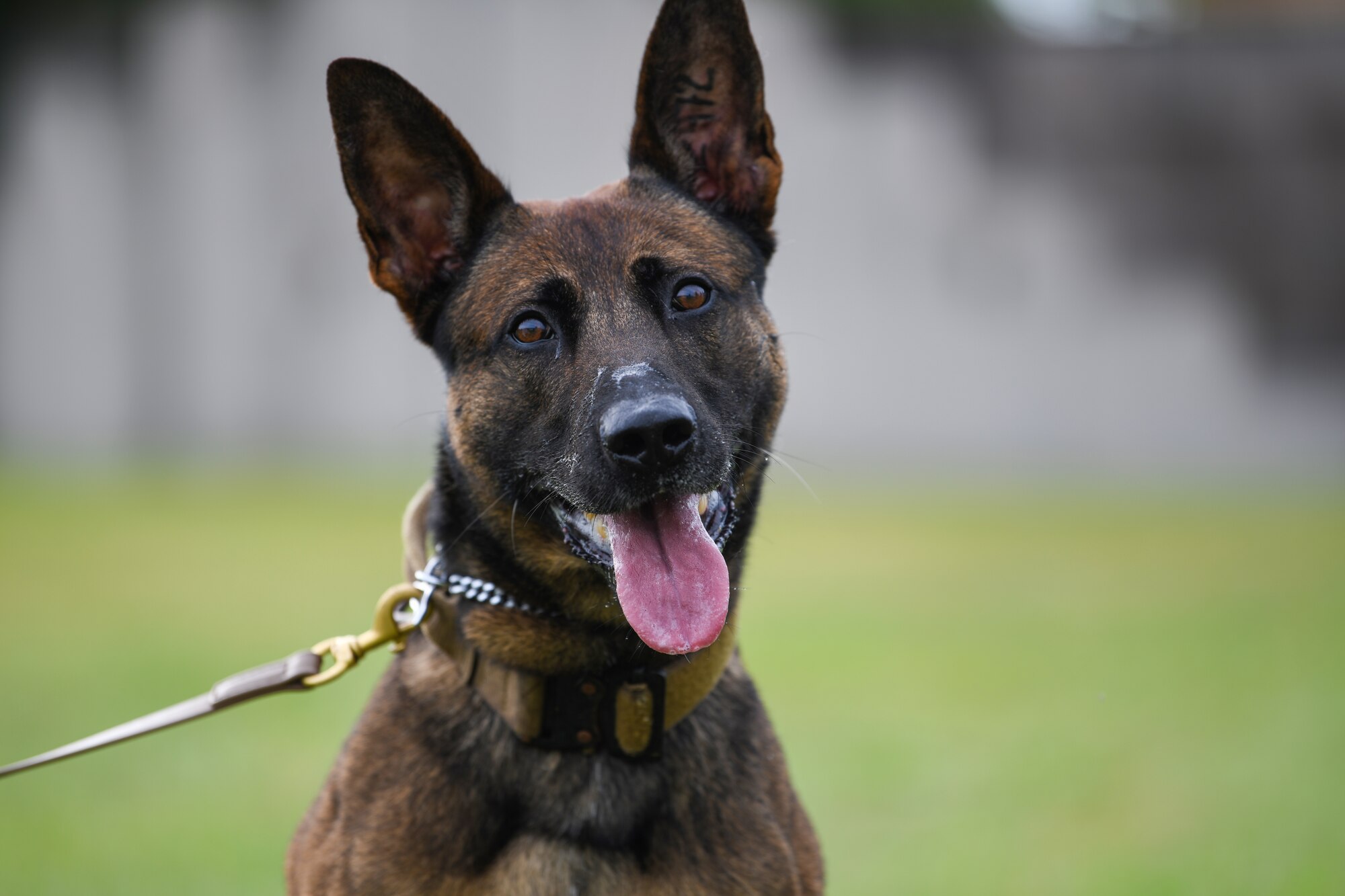 Ben, 31st Security Forces Squadron military working dog, poses for a photo at Aviano Air Base, Italy, Aug. 18, 2020. MWDs provide security, crime prevention patrols, emergency response, and intruder detection. (U.S. Air Force photo by Airman 1st Class Ericka A. Woolever)