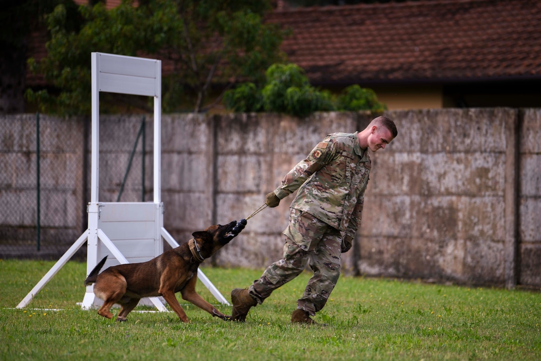 A military working dog pulls on a toy being held by an airman near an obstacle course.