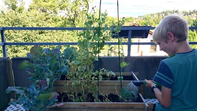 Balcony gardening grows popular during COVID