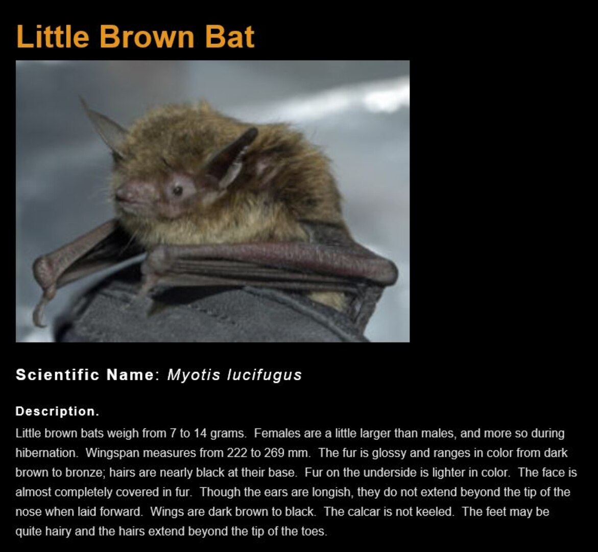 Installation Management conducts survey of resident bats