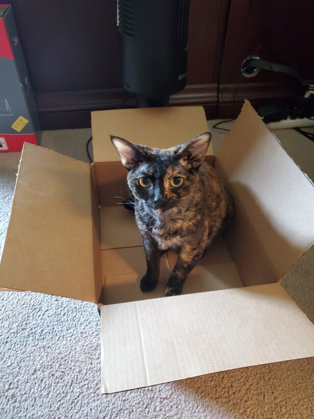 U.S. Air Force Chief Master Sgt. Casy Boomershine, 17th Training Wing command chief’s cat, Circe sits in a box. (Courtesy photo)