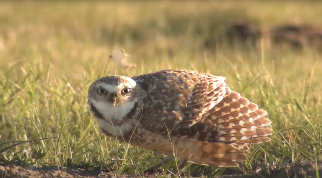 As part of its mission of environmental stewardship, the U.S. Army Corps of Engineers (Corps), Walla Walla district, has been constructing artificial burrow systems in its Habitat Management Units (HMUs), in the hopes of helping burrowing owls better establish themselves in the area around the Tri-Cities, an area where they once were able to thrive.