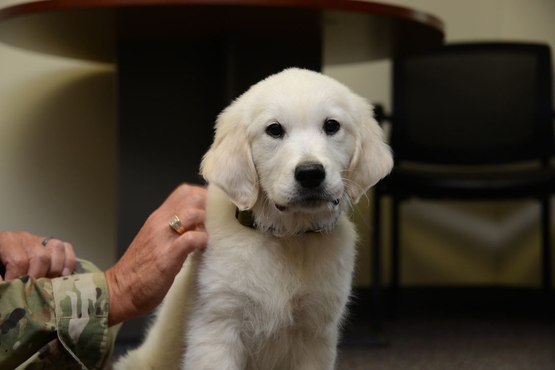 Lincoln, an English Cream Golden Retriever puppy is in training to become a full time therapy dog at the Iowa Air Guard’s 185th Air Refueling Wing in Sioux City, Iowa.