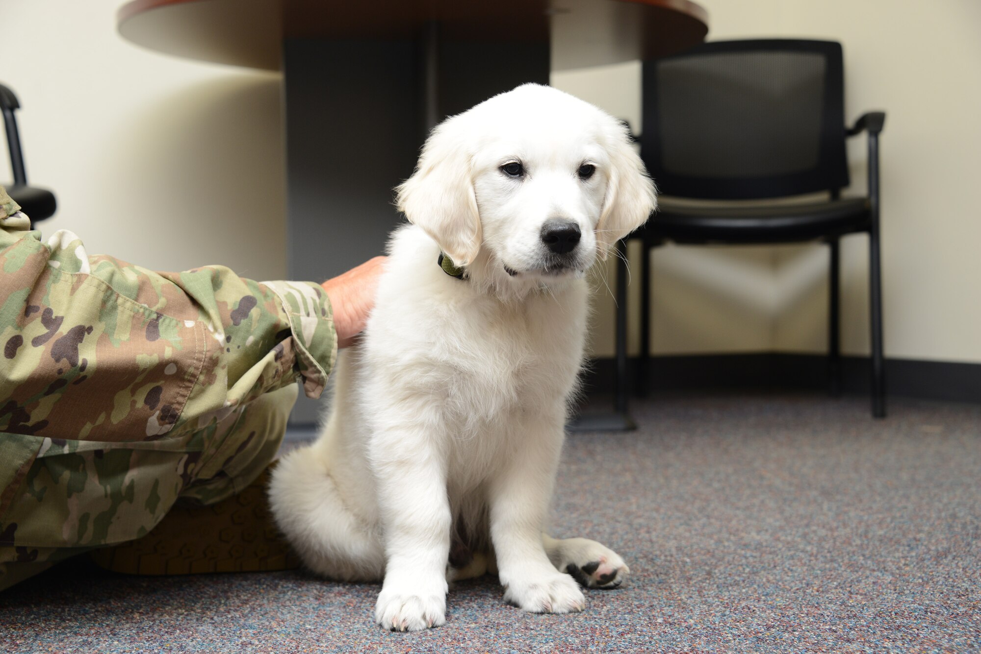Lincoln, an English Cream Golden Retriever puppy is in training to become a full time therapy dog at the Iowa Air Guard’s 185th Air Refueling Wing in Sioux City, Iowa.