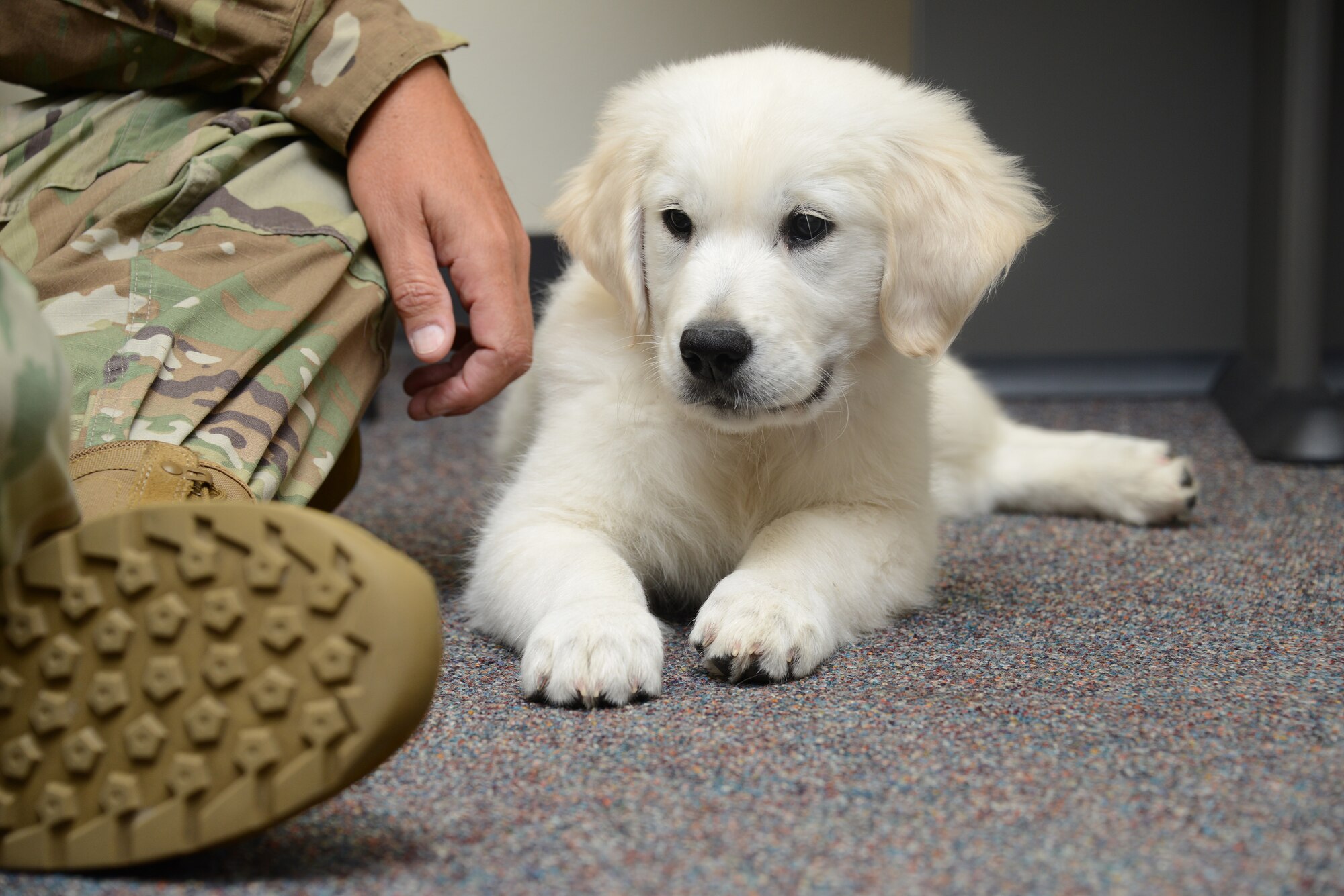 Lincoln, an English Cream Golden Retriever puppy is in training to become a full time therapy dog at the Iowa Air Guard’s 185th Air Refueling Wing in Sioux City, Iowa.