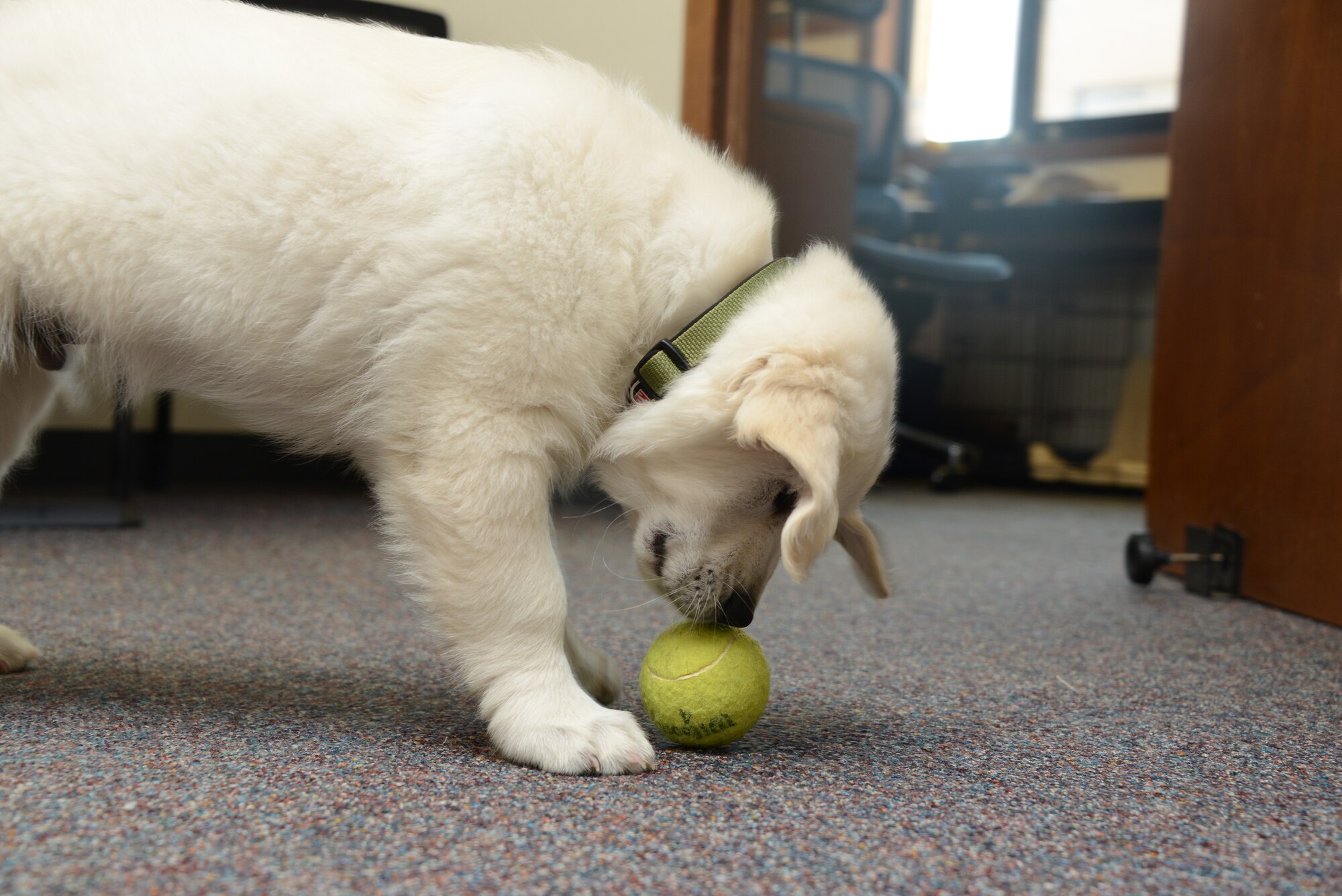 Lincoln, an English Cream Golden Retriever puppy is in training to become a full time therapy dog at the Iowa Air Guard’s 185th Air Refueling Wing in Sioux City, Iowa.