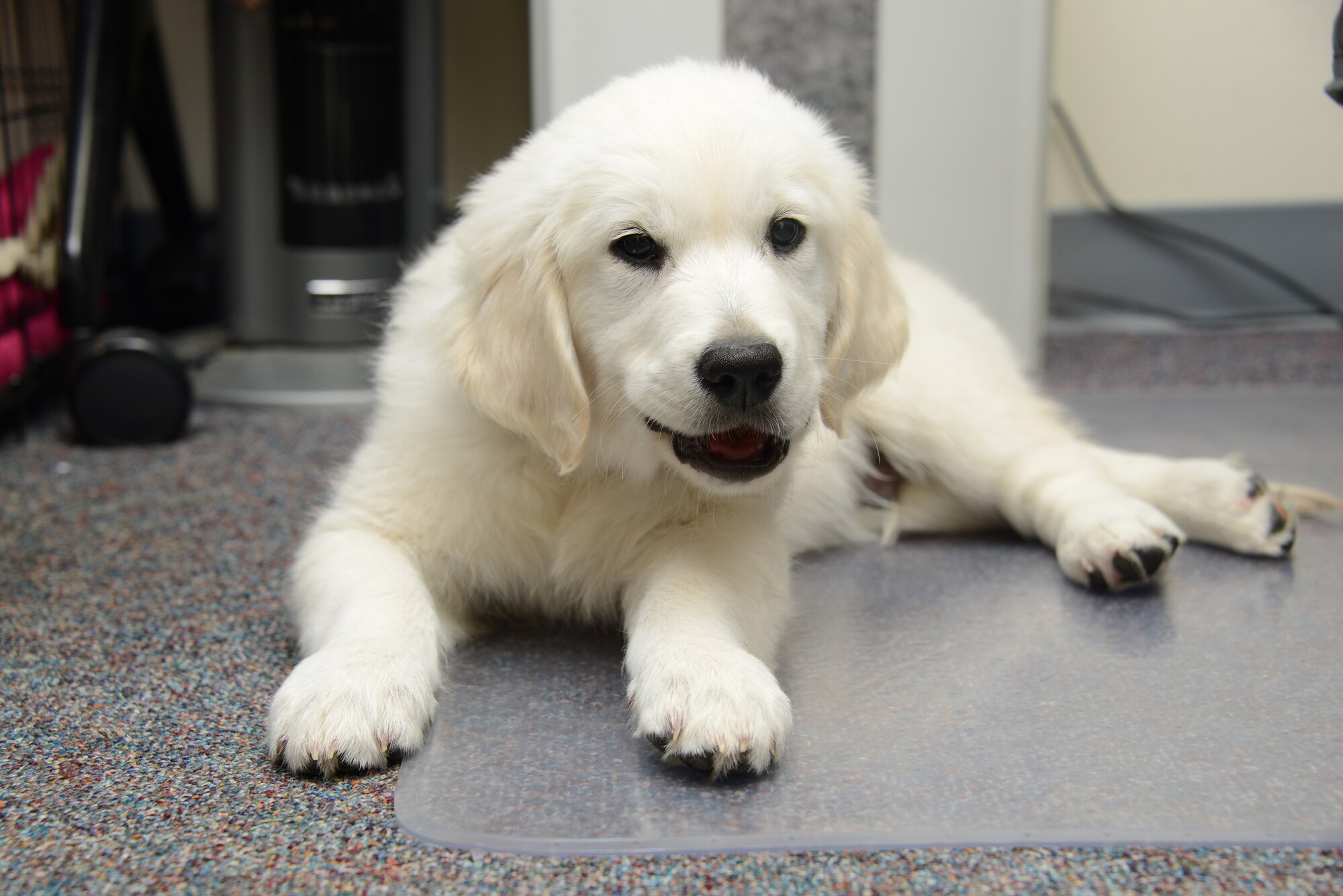 Lincoln, an English Cream Golden Retriever puppy is in training to become a full time therapy dog at the Iowa Air Guard’s 185th Air Refueling Wing in Sioux City, Iowa.