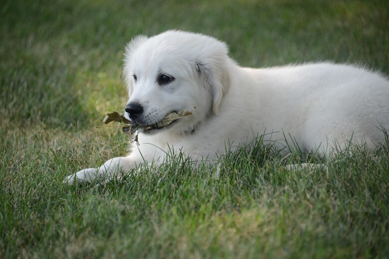 Lincoln The Dog Joins 185th Care Team 185th Air Refueling Wing Article Display