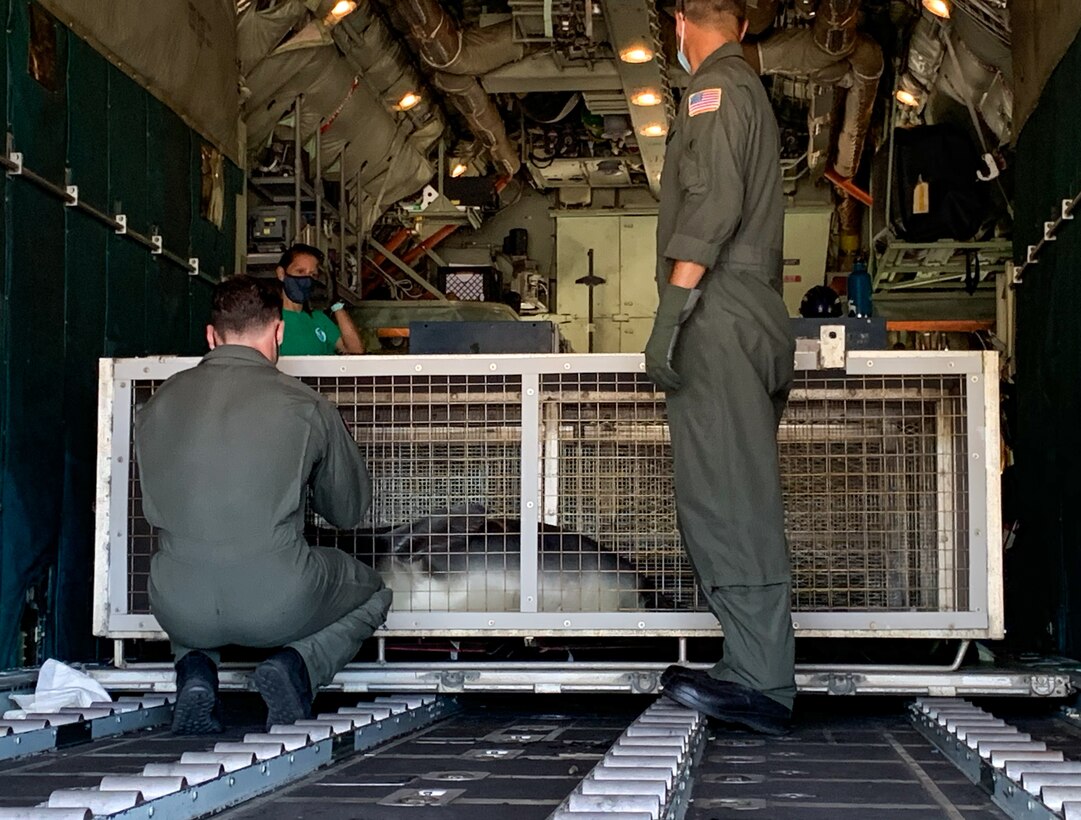 Two Coast Guard Air Station Barbers Point HC-130 Hercules crew members secure a Hawaiian Monk Seal for transport, Hawaii Island, Aug. 5, 2020. The Coast Guard 14th District partnered with the National Oceanic and Atmospheric Administration (NOAA) and The Marine Mammal Center to safely transport four Hawaiian Monk Seals to Midway Atoll National Wildlife Refuge for release.