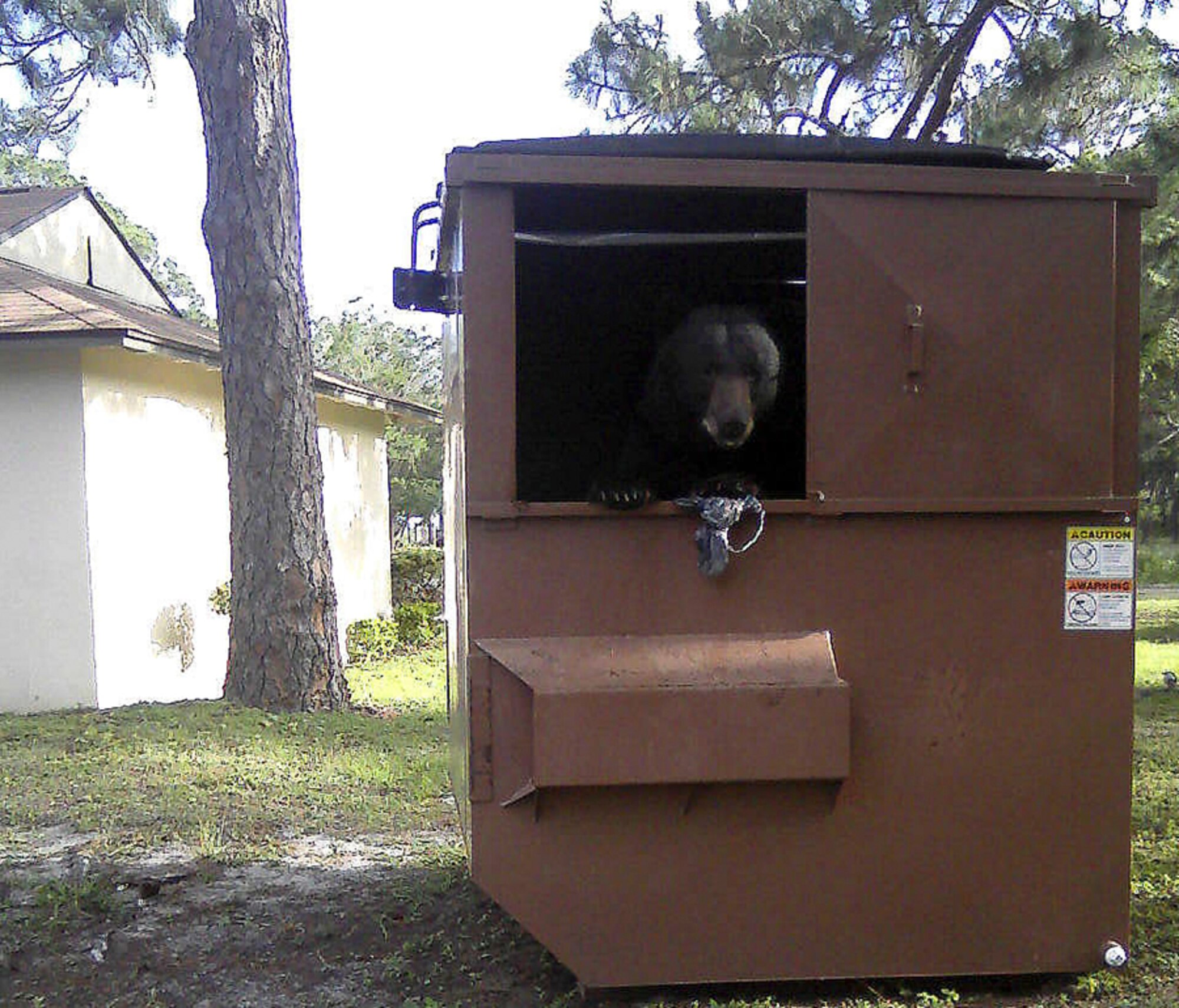 Bears