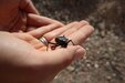 Spc. Mollie Hiscox of the 301st Maneuver Enhancement Brigade, U.S. Army Reserve, holds up a darkling beetle, which uses its textured back to draw water from the atmosphere to survive in the desert. The U.S. Army is in Jordan to partner closely with the Jordan Armed Forces in meeting common security challenges. Jordan is one of the United States' closest allies in the region.