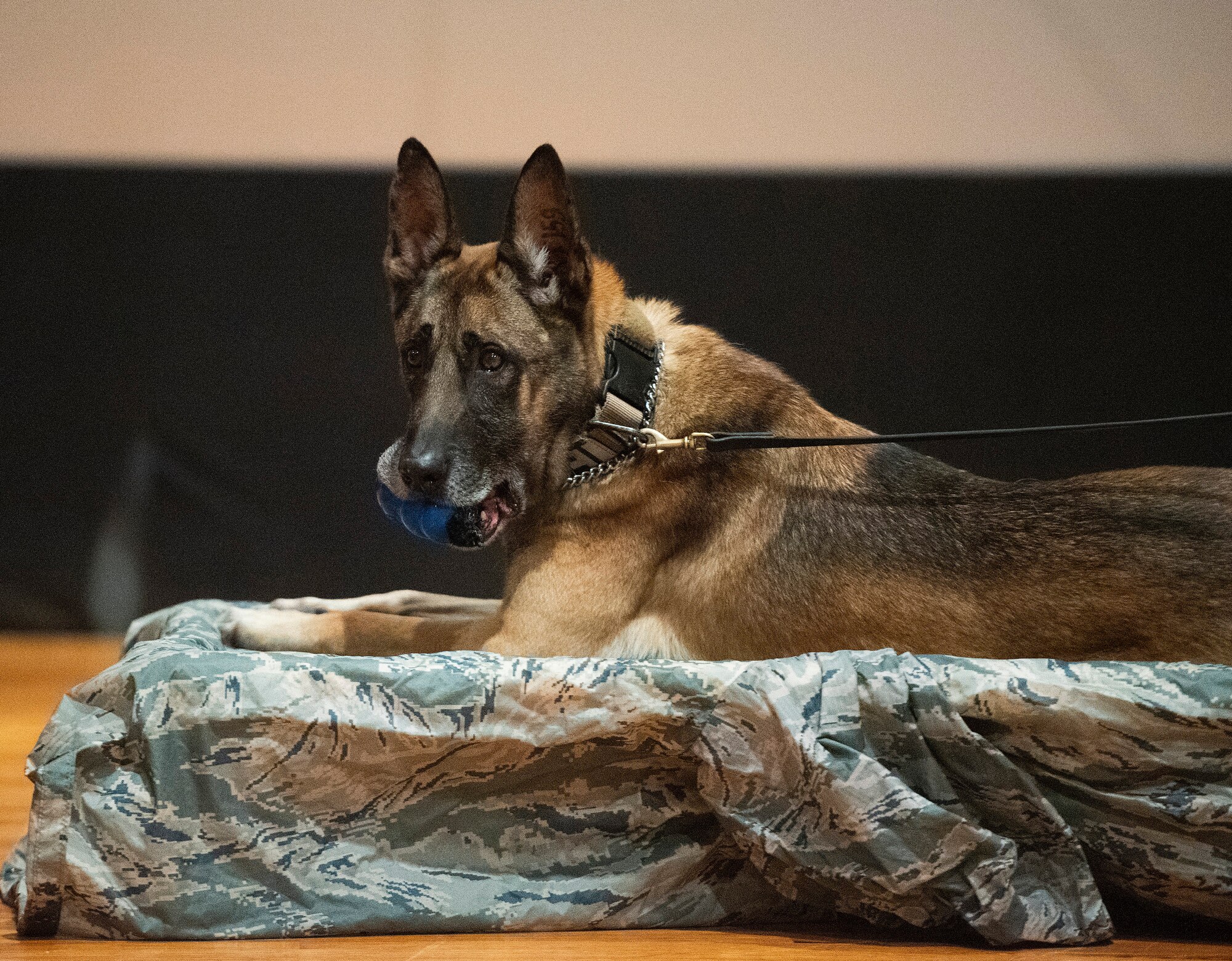 Military Working Dog Rudo occupies the seat of honor at of his retirement ceremony in the Wright-Patterson Air Force Base, Ohio, theater Nov. 16, 2020. Among other accomplishments, Rudo took part in 22 missions with the U.S. Secret Service in direct support of the President and Vice-President. (U.S. Air Force photo by R.J. Oriez)
