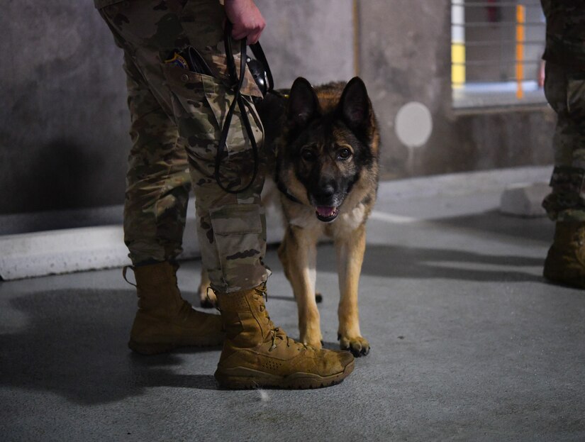 Rony, military working dog, waits to be bandaged during an annual Canine Tactical Combat Casualty Care Course, a training course for teaching medical professionals how to aid wounded MWDs in deployed conditions, at Malcolm Grow Medical Clinics and Surgery Center at Joint Base Andrews, Md., Nov. 12, 2020.