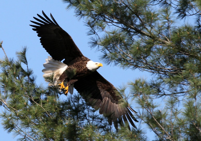 The U.S. Army Corps of Engineers Pittsburgh District will host its first annual Eagle Fest at Shenango River Lake.