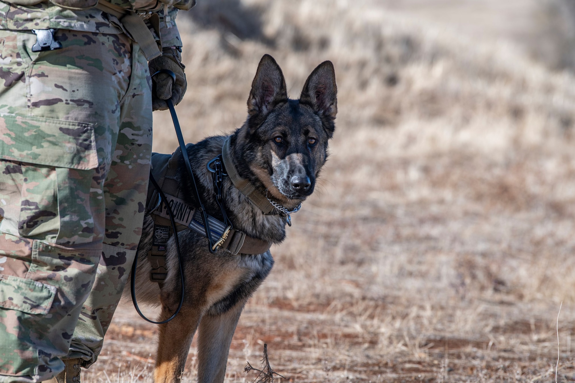 Sofi, 9th Security Forces Squadron (SFS) military working dog, waits with her handler Staff Sgt. Jason Herrier, at a simulated checkpoint during military working dog detection training on Beale Air Force Base.
