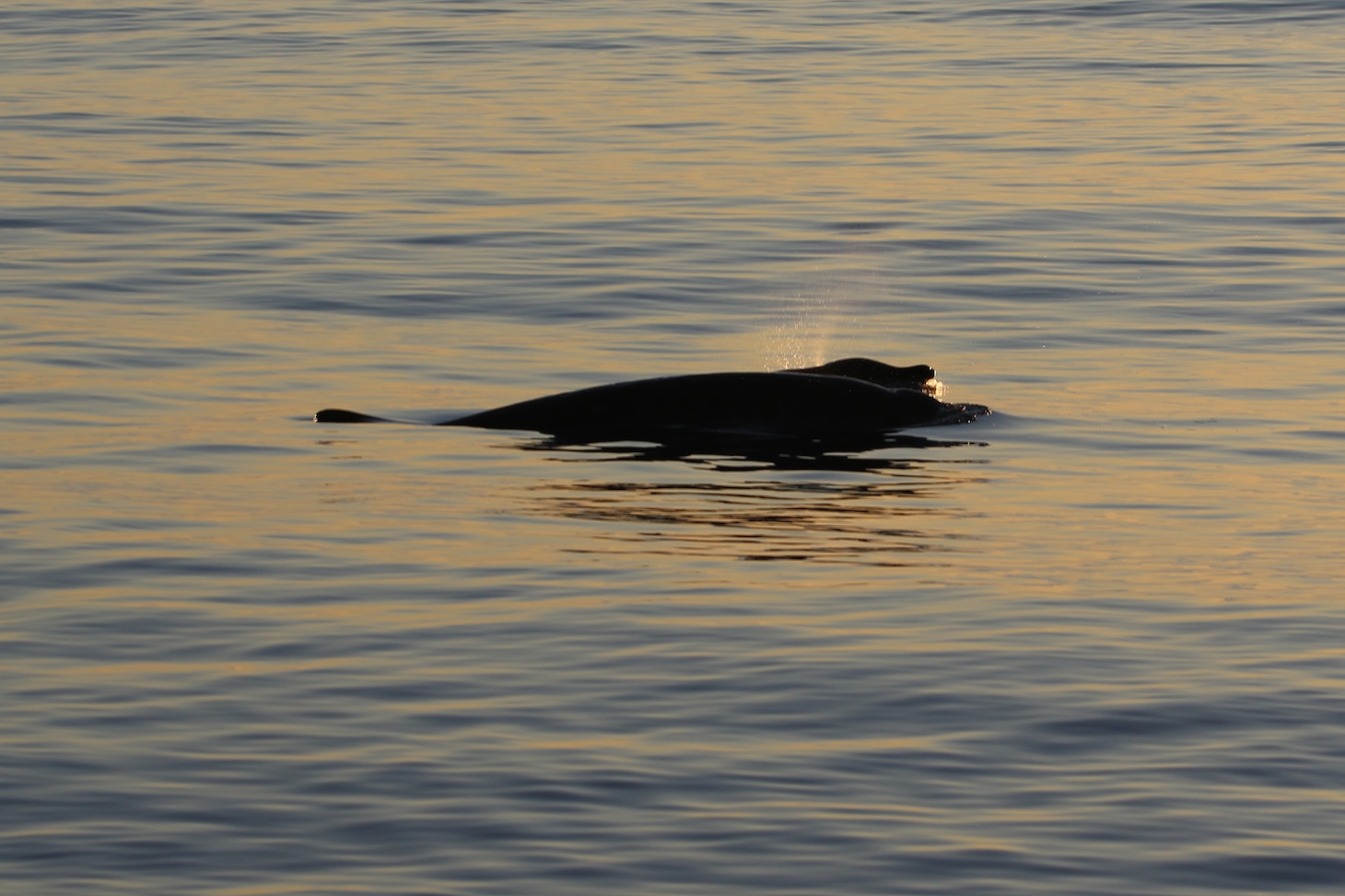 A researcher from the U.S. Navy's Naval Information Warfare Center Pacific, in collaboration with other scientists from the U.S. and Mexico and the Sea Shepherd Conservation Society, have potentially discovered a new beaked whale species off the coast of Baja, Mexico.