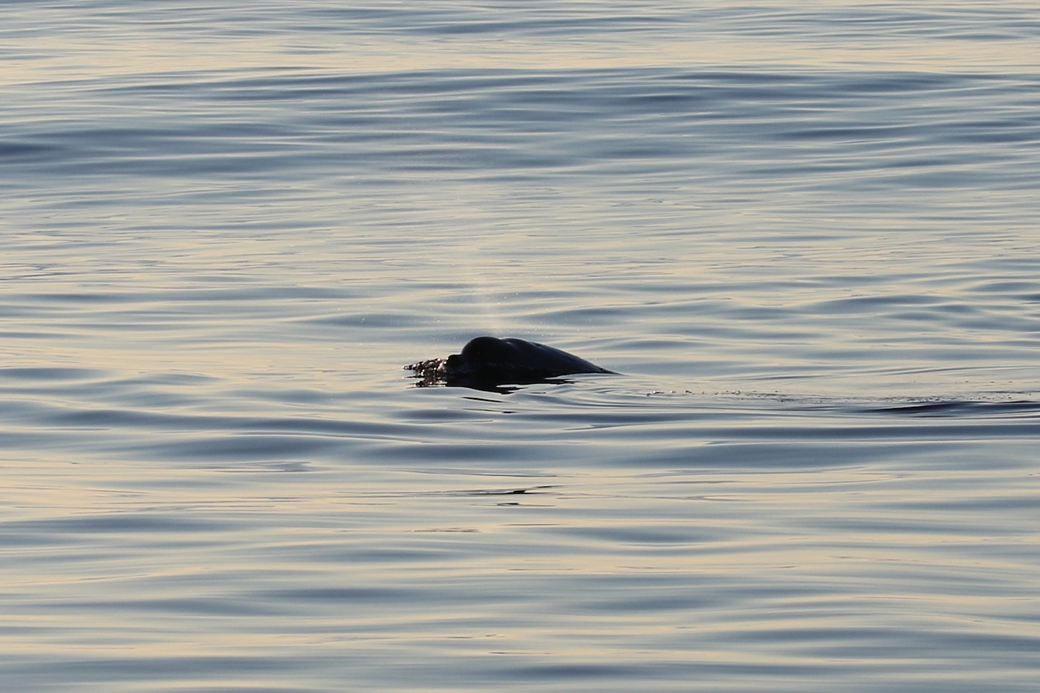 A researcher from the U.S. Navy's Naval Information Warfare Center Pacific, in collaboration with other scientists from the U.S. and Mexico and the Sea Shepherd Conservation Society, have potentially discovered a new beaked whale species off the coast of Baja, Mexico.