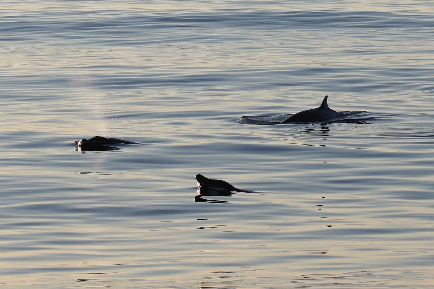 A researcher from the U.S. Navy's Naval Information Warfare Center Pacific, in collaboration with other scientists from the U.S. and Mexico and the Sea Shepherd Conservation Society, have potentially discovered a new beaked whale species off the coast of Baja, Mexico.