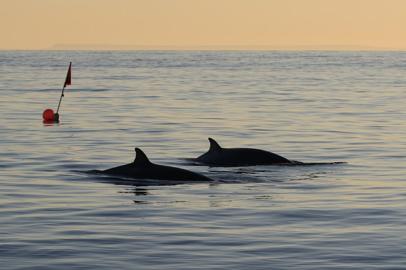 The backs of two whales are visible above water as they swim.