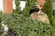 Senior Airman Elizabeth Nicolls, 66th Air Base Group paralegal, selects a tree during a ‘Trees for Soldiers’ event at Hanscom Air Force Base, Mass., Dec. 10.