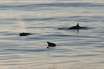 A researcher from the U.S. Navy's Naval Information Warfare Center Pacific, in collaboration with other scientists from the U.S. and Mexico and the Sea Shepherd Conservation Society, have potentially discovered a new beaked whale species off the coast of Baja, Mexico.