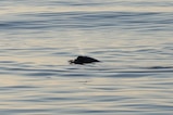 A researcher from the U.S. Navy's Naval Information Warfare Center Pacific, in collaboration with other scientists from the U.S. and Mexico and the Sea Shepherd Conservation Society, have potentially discovered a new beaked whale species off the coast of Baja, Mexico.