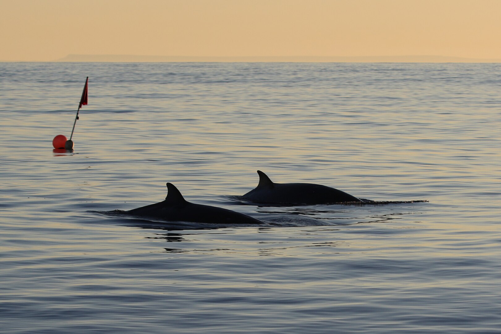 A researcher from the U.S. Navy's Naval Information Warfare Center Pacific, in collaboration with other scientists from the U.S. and Mexico and the Sea Shepherd Conservation Society, have potentially discovered a new beaked whale species off the coast of Baja, Mexico.