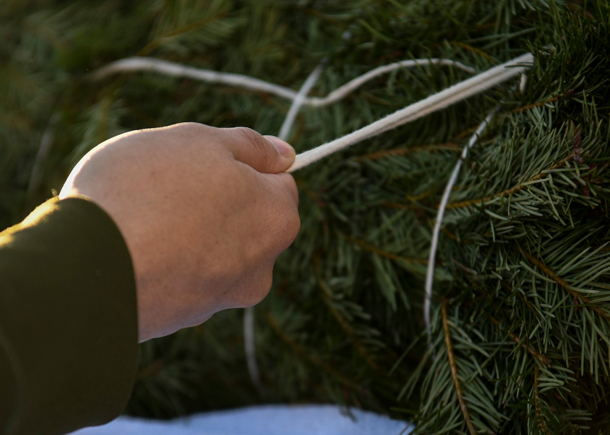 A tree is tied down.