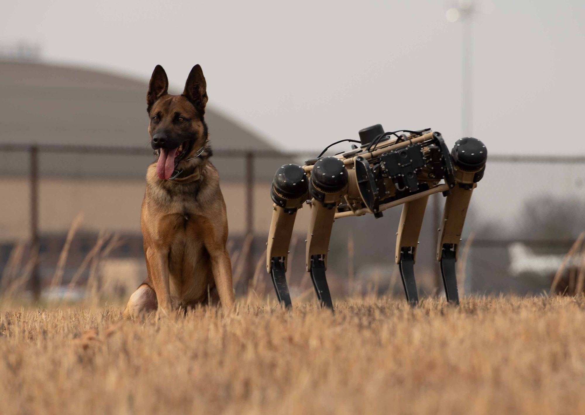 Robot dog and K-9 stand together