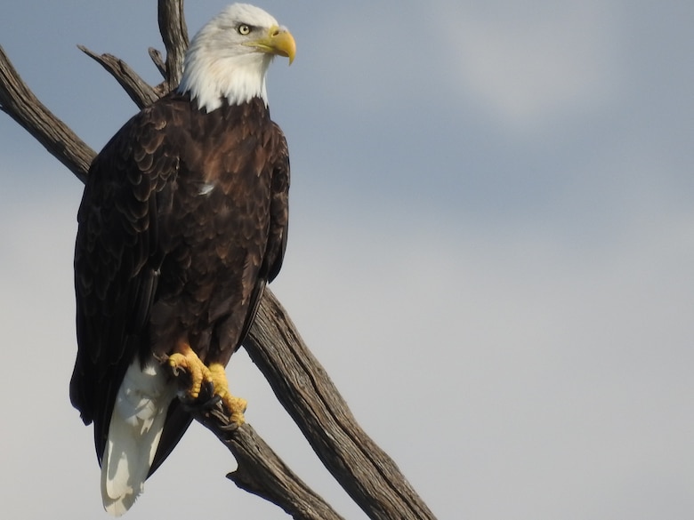 Bald Eagle Perched