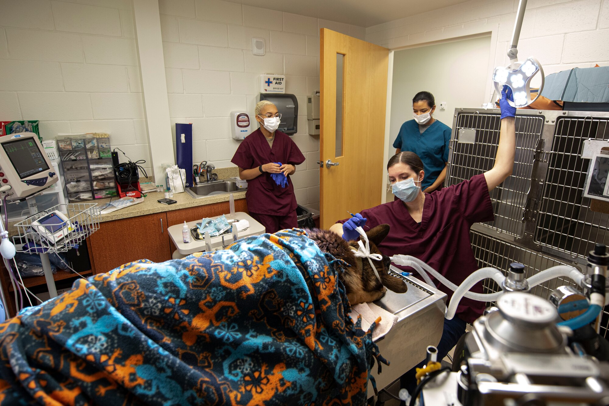 Photo of a soldier adjusting a light during a military working dog’s dental cleaning.