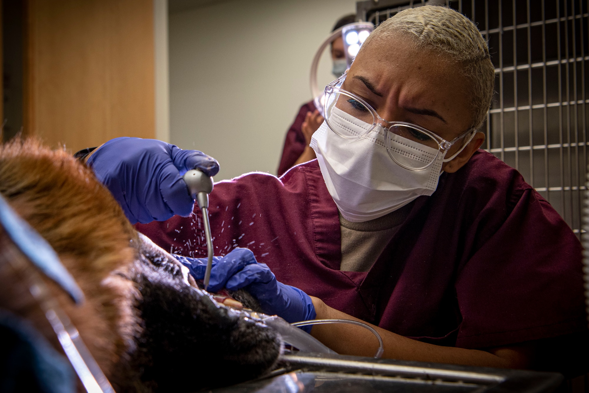 Photo of a soldier cleaning a military working dog's teeth.