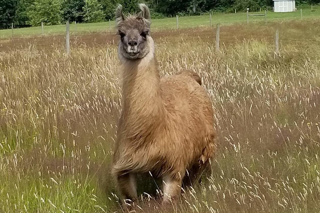 A llama stands in a field of grass.