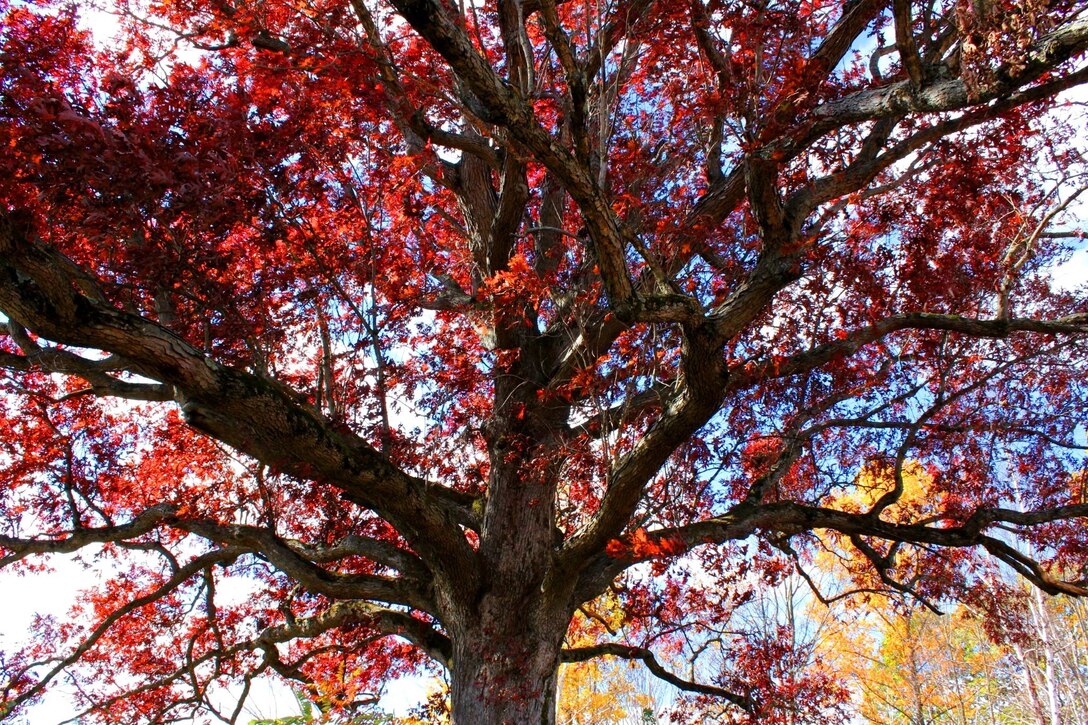 Photo shows an Old Oak Tree with a vibrant red color at Beltzville Dam & Reservoir