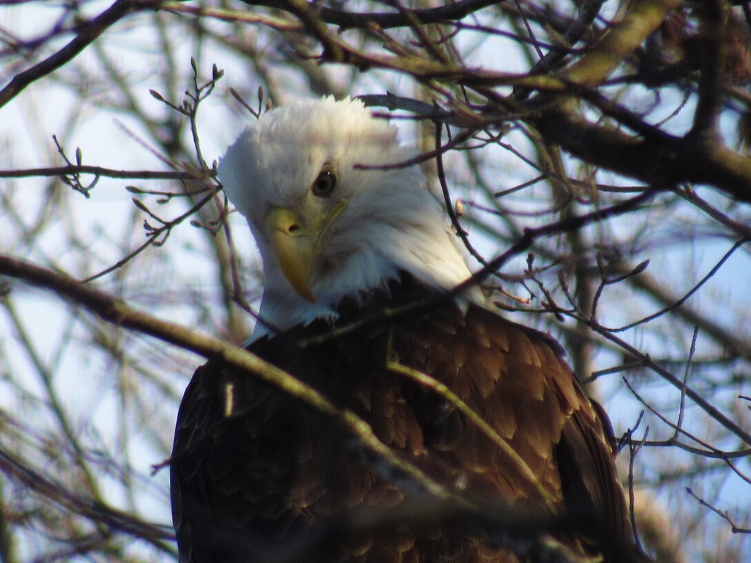 Photo shows a Bald Eagle perched in a tree at Prompton State Park