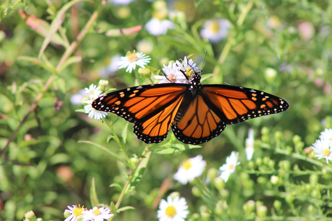 Photo shows a close up image of a Monarch Butterfly at Beltzville State Park.
