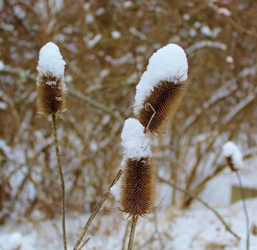 Close-up photo shows thistles plants covered with snow at Blue Marsh Lake.