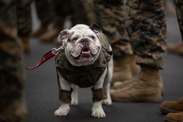 Marine Corps Recruit Depot Parris Island's mascot stands amid Marines at a battalion formation on Parris Island, S.C., Jan. 3.