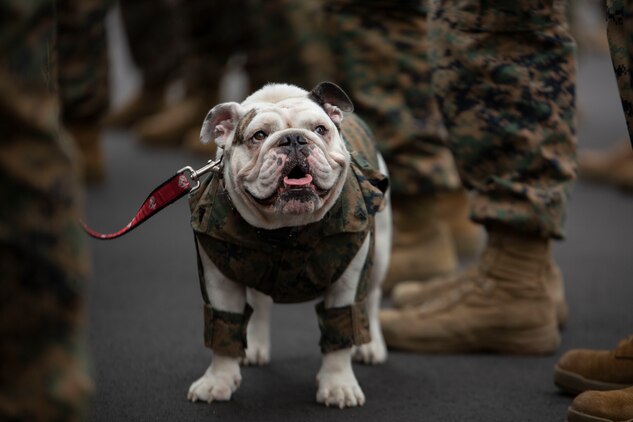 Marine Corps Recruit Depot Parris Island's mascot stands amid Marines at a battalion formation on Parris Island, S.C., Jan. 3.