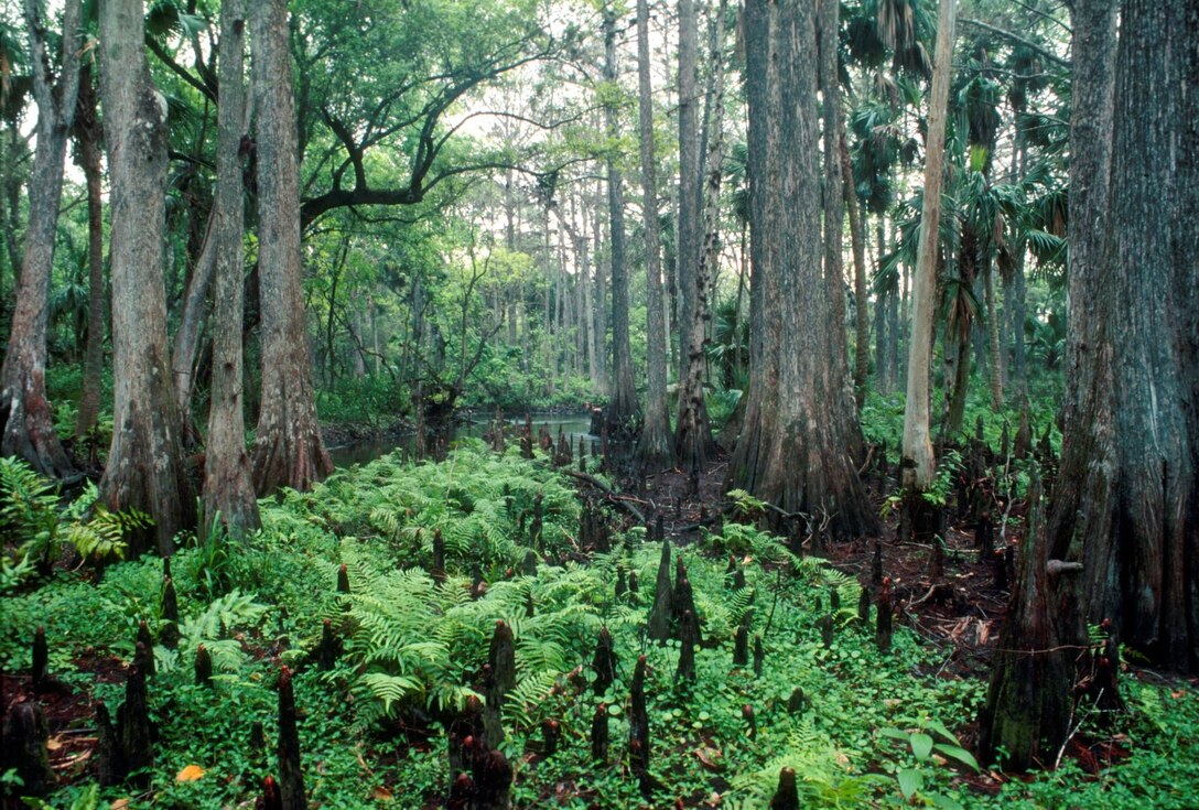 Loxahatchee River