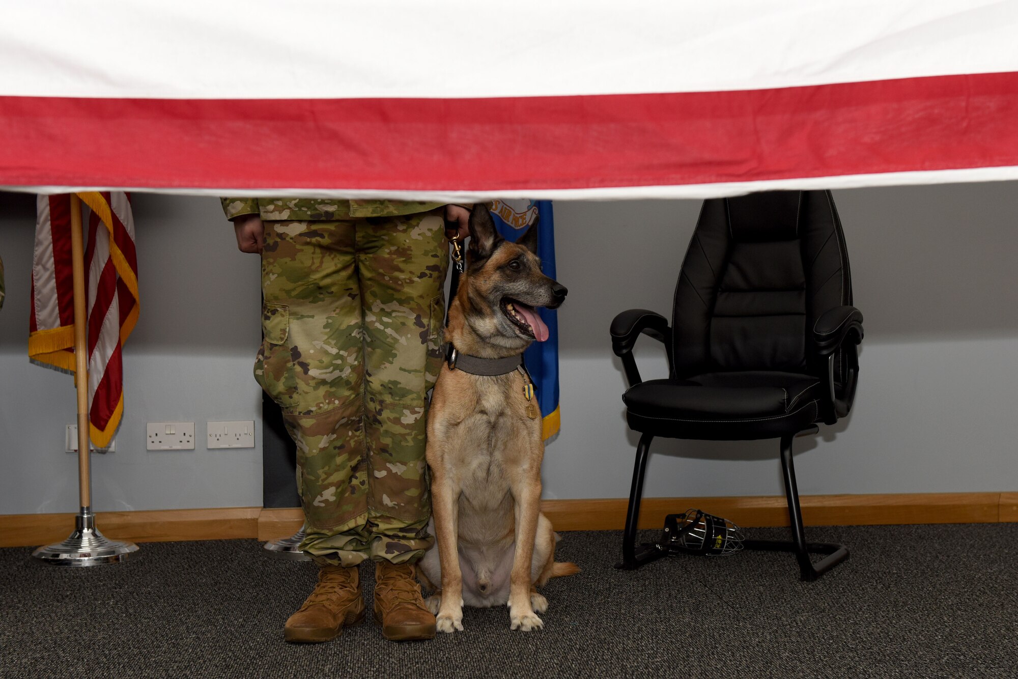 YYogi, a 48th Security Forces Squadron military working dog, watches the folding of the American flag during his retirement ceremony at Royal Air Force Lakenheath, England, Jan. 30, 2020. YYogi began training as a MWD on Feb. 2, 2010 and was assigned to the 48th SFS on July 12, 2010. (U.S Air Force photo by Airman 1st Class Jessi Monte)