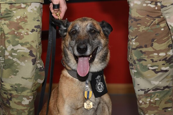 YYogi, a 48th Security Forces Squadron military working dog, retires from nearly ten years of service during a ceremony at Royal Air Force Lakenheath, England, Jan. 30, 2020. During that time, YYogi amassed 5,746 hours of patrol and detection utilization searches and secured 14,936 items. (U.S. Air Force photo by Airman 1st Class Jessi Monte)